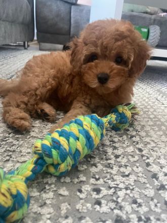 Toy Pudel welpe in Red