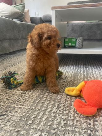 Toy Pudel welpe in Red