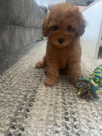 Toy Pudel welpe in Red