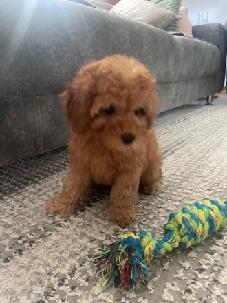 Toy Pudel welpe in Red