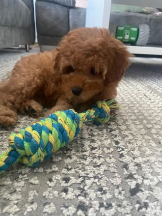 Toy Pudel welpe in Red