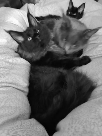 XXXL Reinrassige Maine Coon Kitten. beide Cats -Eltern XXXL groß natürlich mit Stammbaum.