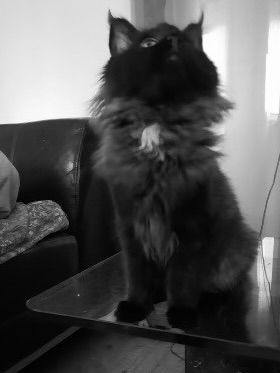 XXXL Reinrassige Maine Coon Kitten. beide Cats -Eltern XXXL groß natürlich mit Stammbaum.