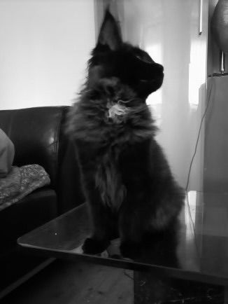 XXXL Reinrassige Maine Coon Kitten. beide Cats -Eltern XXXL groß natürlich mit Stammbaum.