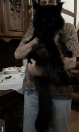 XXXL Reinrassige Maine Coon Kitten. beide Cats -Eltern XXXL groß natürlich mit Stammbaum.