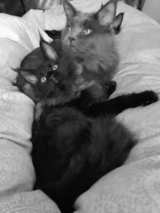 XXXL Reinrassige Maine Coon Kitten. beide Cats -Eltern XXXL groß natürlich mit Stammbaum.