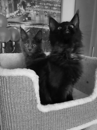 XXXL Reinrassige Maine Coon Kitten. beide Cats -Eltern XXXL groß natürlich mit Stammbaum.