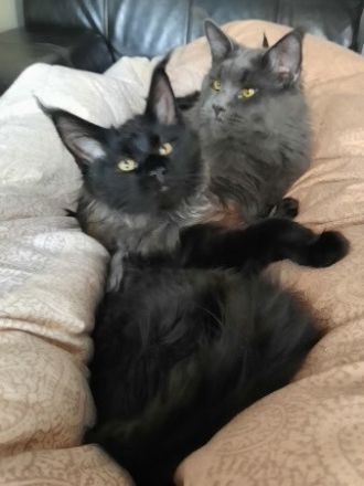 XXXL Reinrassige Maine Coon Kitten. beide Cats -Eltern XXXL groß natürlich mit Stammbaum.