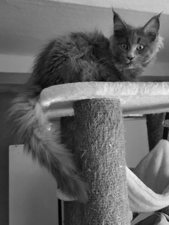 XXXL Reinrassige Maine Coon Kitten. beide Cats -Eltern XXXL groß natürlich mit Stammbaum.