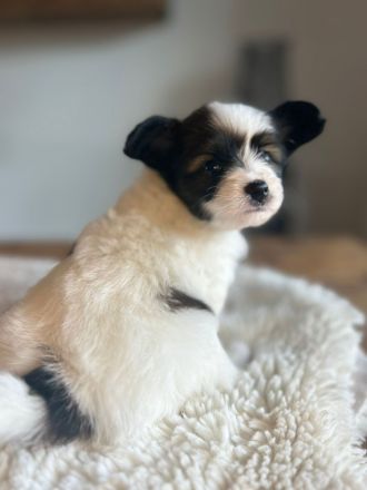 Papillon Welpen mit Papieren