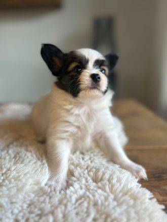 Papillon Welpen mit Papieren