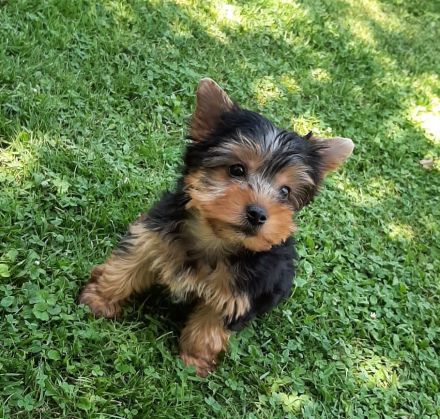 Wunderschöner, quirliger Yorki Bubi freut sich auf ein schönes, neues zu Hause.
