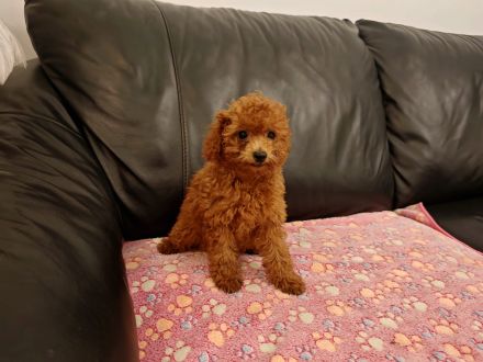 Reinrassige Zwergpudelwelpen in Rot/Apricot