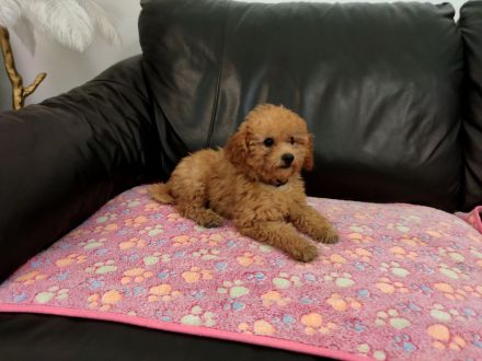 Reinrassige Zwergpudelwelpen in Rot/Apricot