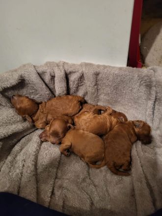 Reinrassige Zwergpudelwelpen in Rot/Apricot