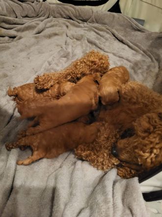 Reinrassige Zwergpudelwelpen in Rot/Apricot