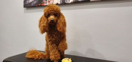 Reinrassige Zwergpudelwelpen in Rot/Apricot