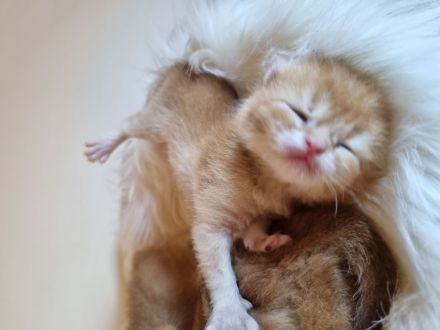 Bkh Kitten black golden (rot) mit Stammbaum ab September