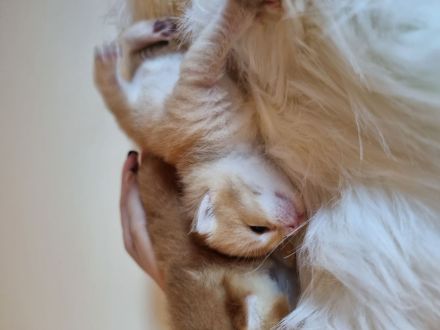 Bkh Kitten black golden (rot) mit Stammbaum ab September