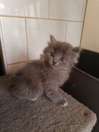 Heilige Birma & British Longhair