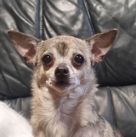 Prinzenplatz gesucht für kleinen Chi