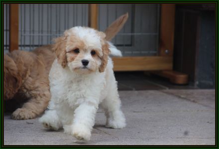 Cavapoo u. Cockapoo - Traumwelpen in tollen Farben aus langjähriger+erfahrener Haus/Familienaufzucht