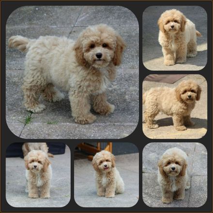 Cavapoo u. Cockapoo - Traumwelpen in tollen Farben aus langjähriger+erfahrener Haus/Familienaufzucht