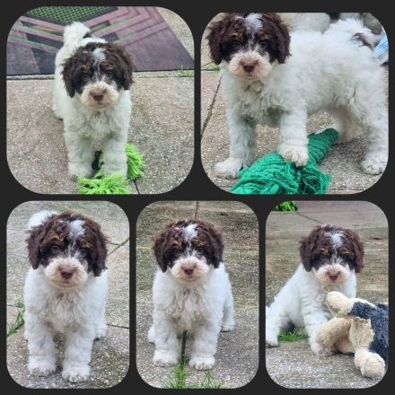 Cavapoo u. Cockapoo - Traumwelpen in tollen Farben aus langjähriger+erfahrener Haus/Familienaufzucht