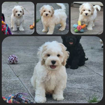Cavapoo u. Cockapoo - Traumwelpen in tollen Farben aus langjähriger+erfahrener Haus/Familienaufzucht