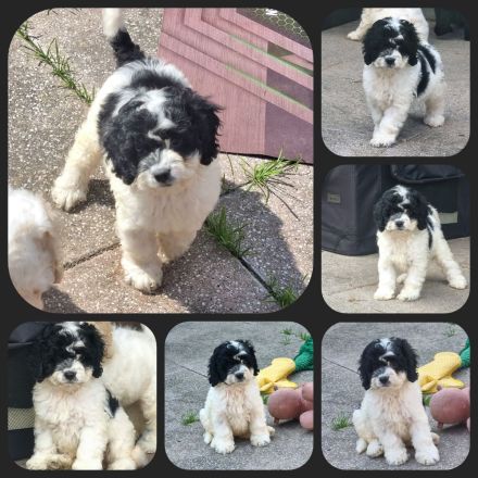 Cavapoo u. Cockapoo - Traumwelpen in tollen Farben aus langjähriger+erfahrener Haus/Familienaufzucht