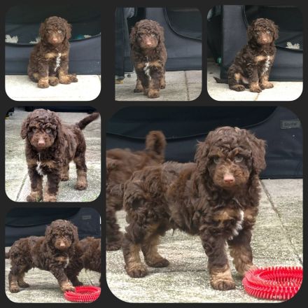 Cavapoo u. Cockapoo - Traumwelpen in tollen Farben aus langjähriger+erfahrener Haus/Familienaufzucht