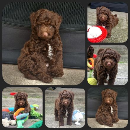 Cavapoo u. Cockapoo - Traumwelpen in tollen Farben aus langjähriger+erfahrener Haus/Familienaufzucht