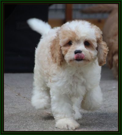 Cavapoo u. Cockapoo - Traumwelpen in tollen Farben aus langjähriger+erfahrener Haus/Familienaufzucht