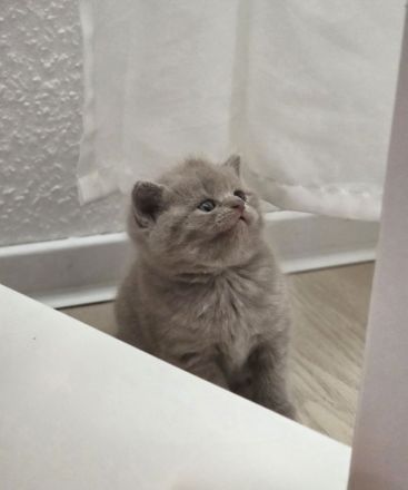 BKH Kitte Mädchen lilac reinrassig