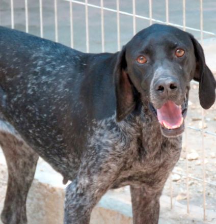 Evangelia, weiblicher Deutsch Kurzhaar-Mix