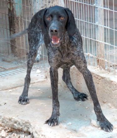 Evangelia, weiblicher Deutsch Kurzhaar-Mix