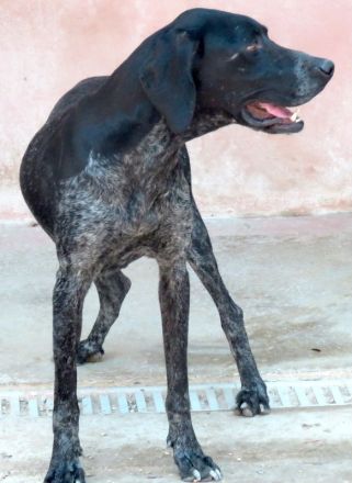 Evangelia, weiblicher Deutsch Kurzhaar-Mix