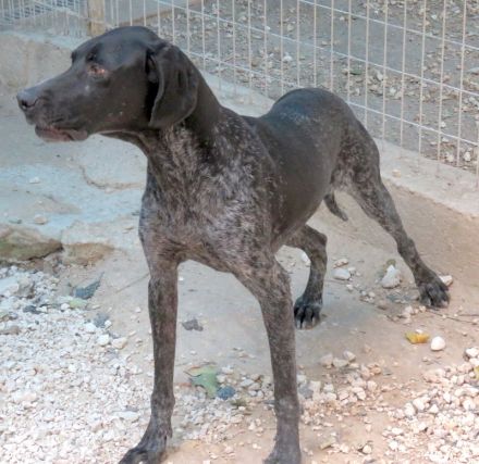 Evangelia, weiblicher Deutsch Kurzhaar-Mix