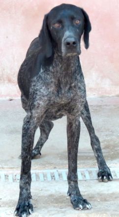 Evangelia, weiblicher Deutsch Kurzhaar-Mix