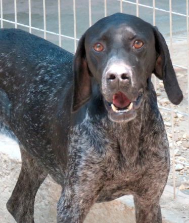 Evangelia, weiblicher Deutsch Kurzhaar-Mix