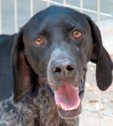 Evangelia, weiblicher Deutsch Kurzhaar-Mix