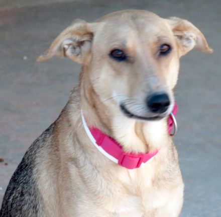 Cleopatra, weiblicher Mischling