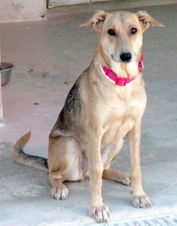 Cleopatra, weiblicher Mischling