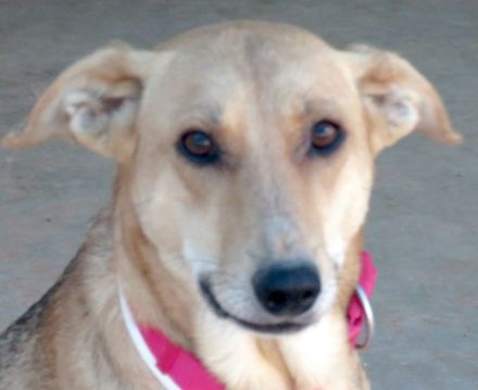 Cleopatra, weiblicher Mischling