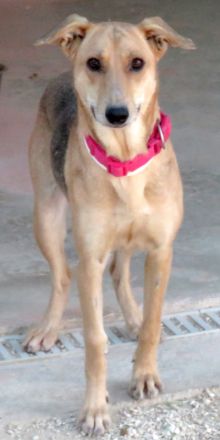 Cleopatra, weiblicher Mischling