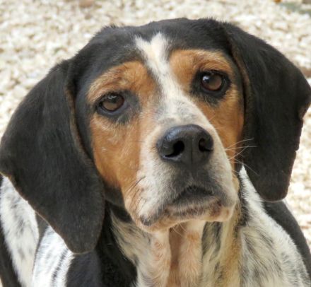 Lea 4, weiblicher Beagle-Pointer-Mix
