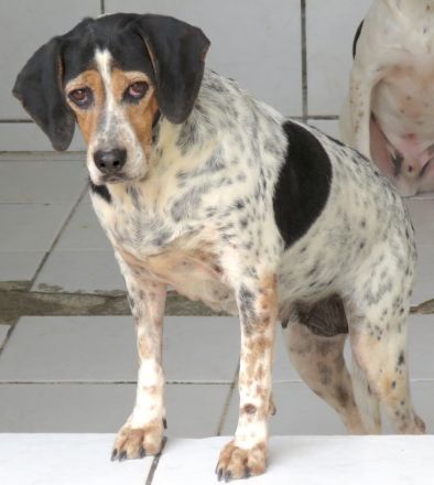 Lea 4, weiblicher Beagle-Pointer-Mix