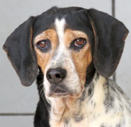 Lea 4, weiblicher Beagle-Pointer-Mix