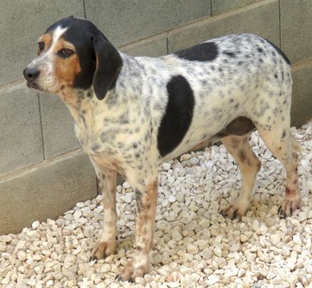Lea 4, weiblicher Beagle-Pointer-Mix