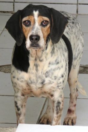 Lea 4, weiblicher Beagle-Pointer-Mix